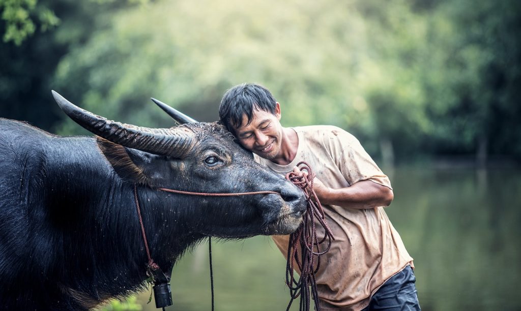 animals, asia, buffalo